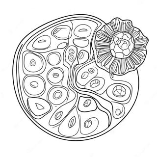 Kolorowanka Z Diagramem Komorki Roslinnej 10817-8868