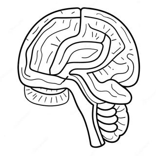 Kolorowa Kolorowanka Z Anatomia Mozgu 11718-9598