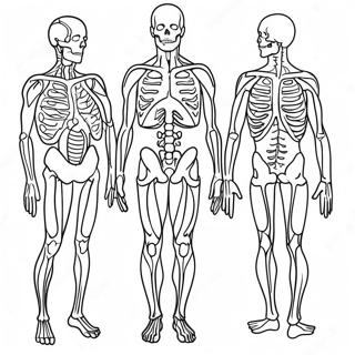 Anatomia I Fizjologia Kolorowanki