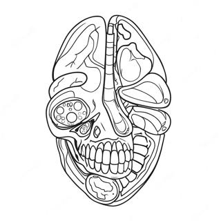 Kolorowanka Z Anatomia I Fizjologia 17173-14439