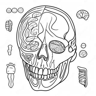 Kolorowanka Z Anatomia I Fizjologia 17173-14440