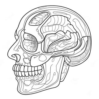 Kolorowanka Anatomii I Fizjologii 37505-31231