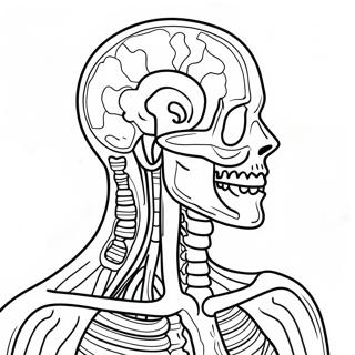 Kolorowanka Anatomii I Fizjologii 37505-31232