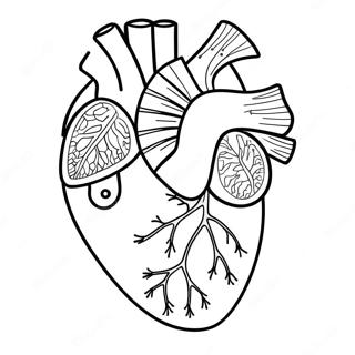 Kolorowanka Anatomii Serca 3950-3196