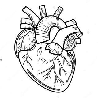 Szczegolowa Kolorowanka Z Anatomia Serca 3951-3197