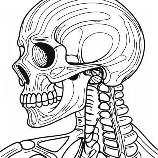 Szczegolowa Kolorowanka Anatomiczna Szkieletu 50765-42294