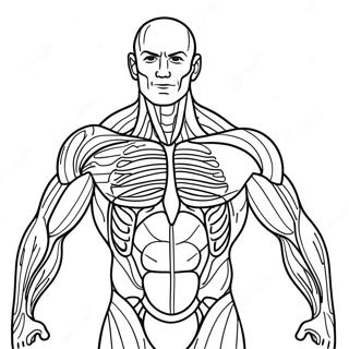 Kolorowanka Z Anatomiczna Budowa Miesni 50964-42455