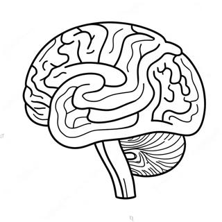 Kolorowanka Anatomia Mozgu 73725-60843