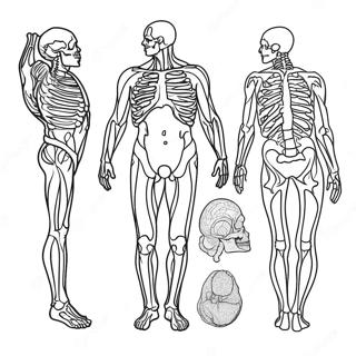 Kolorowanka Z Anatomia 981-782