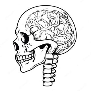 Kolorowanka Z Anatomia Szkieletu Ludzkiego 982-787